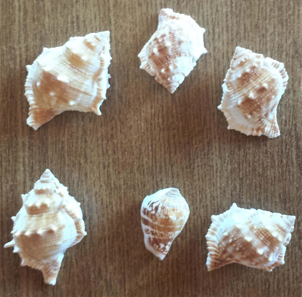 Shells out of the packet.