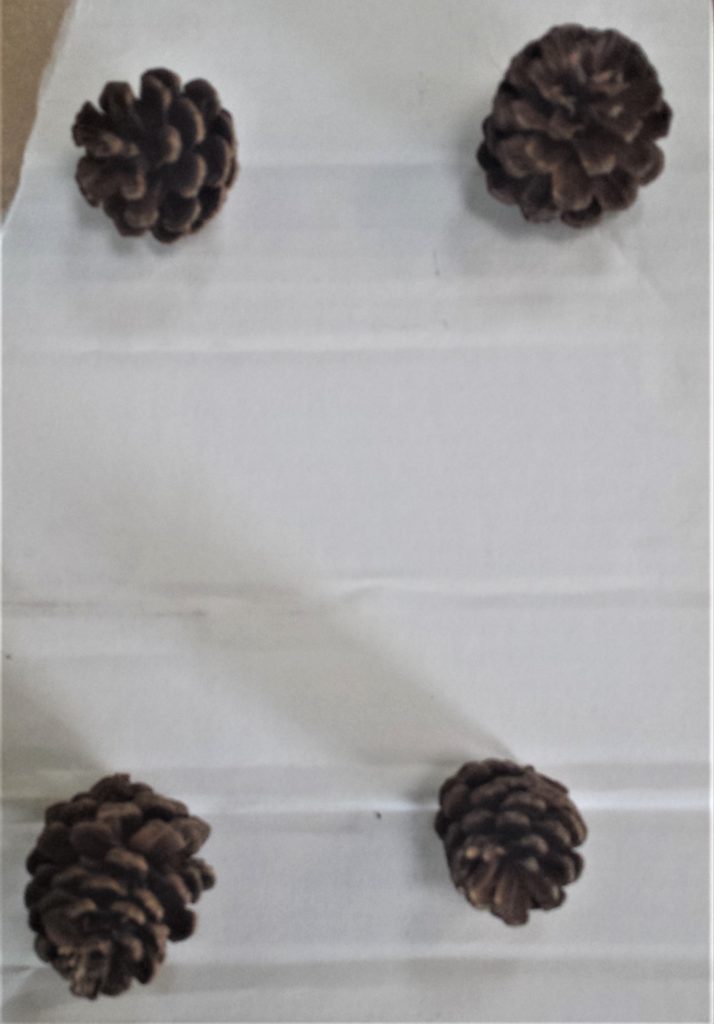 Pine cones on a sheet of cardboard on the table in the shed.