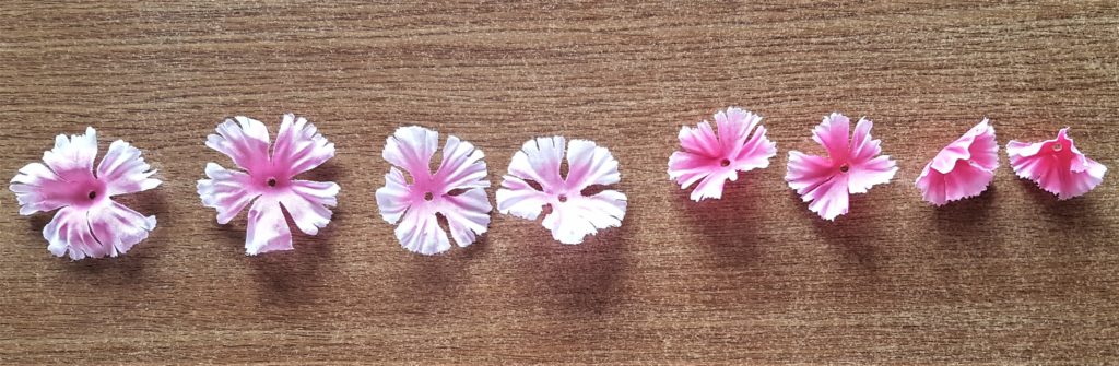 Each petal separated from the flower. There are 8 in total.