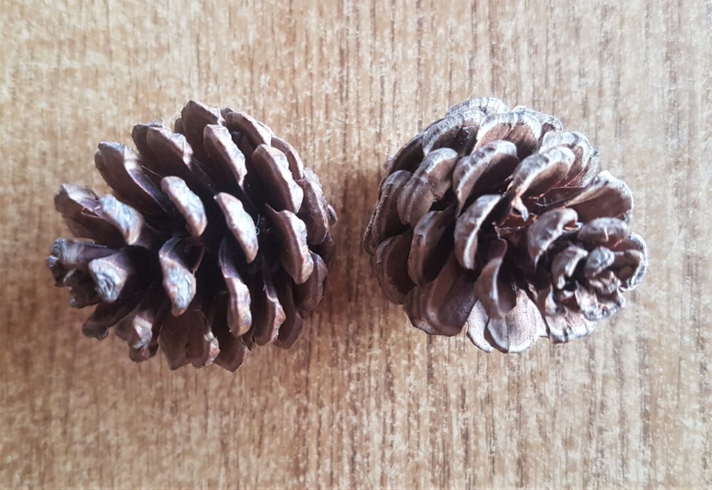 I got 2 Pine Cones from the Pack.